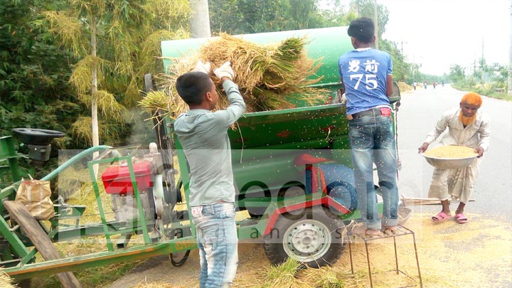 ফুলবাড়ীতে শ্রমিকসংকটে চাষিদের ভরসা এখন হারভেস্টার ও মাড়াই যন্ত্র